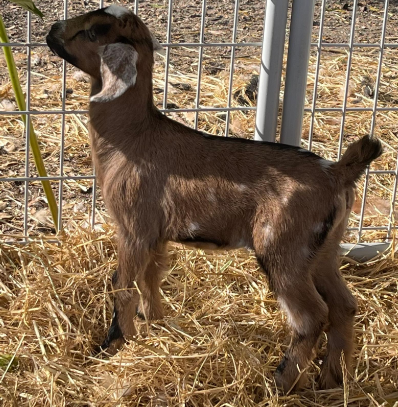 Mini Nubian Mini Nubian Goat