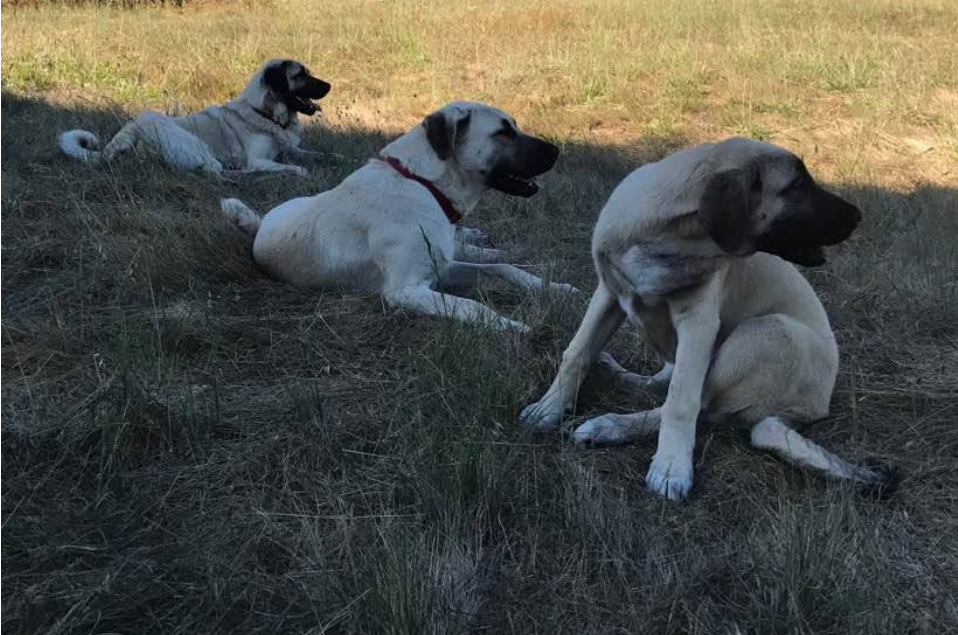 Taylor Ranch Leyla and Pups