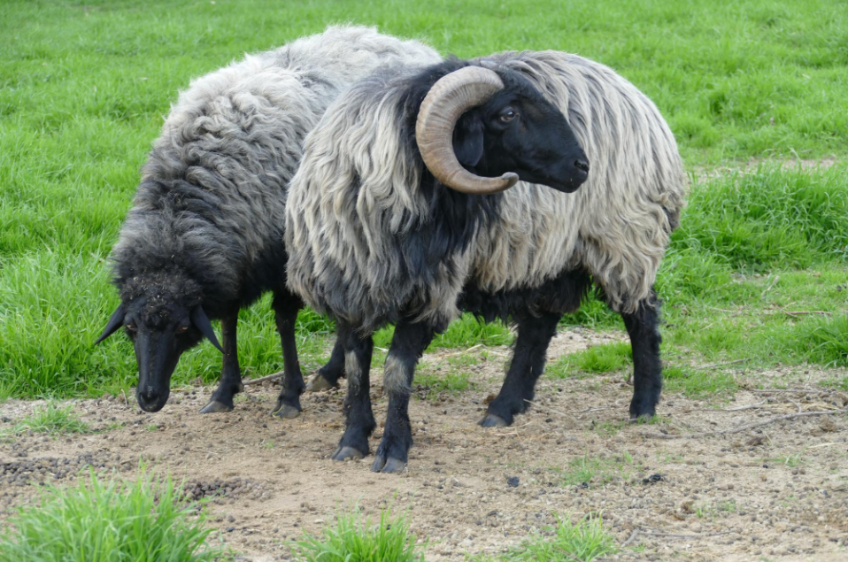 Karakul Sheep