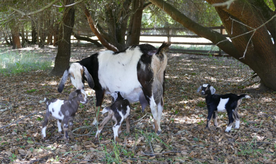 Mini Nubian Goats