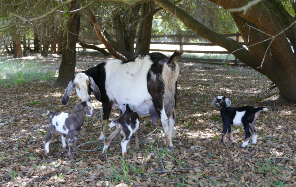 Mini Nubian Goats