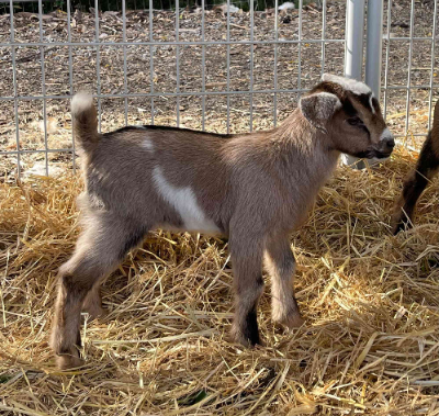 Mini Nubian Mini Nubian Goat