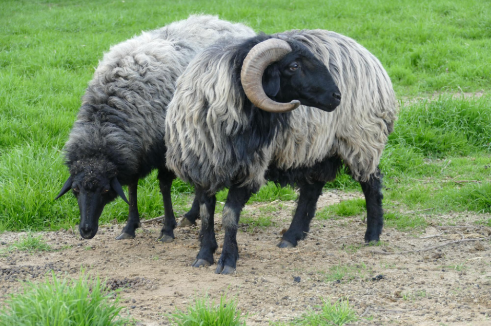 Karakul Sheep Breeding Plan