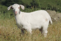 Kiko Goats