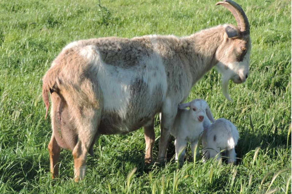 Kiko Diko Goats