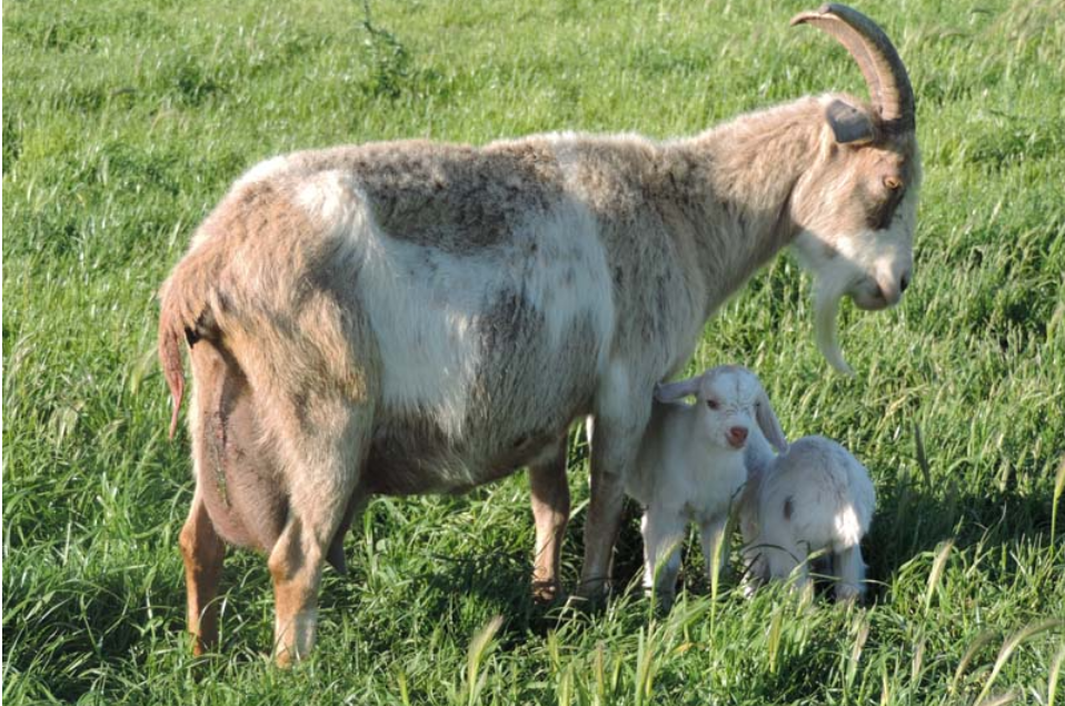 Kiko Goats Breeding Plan